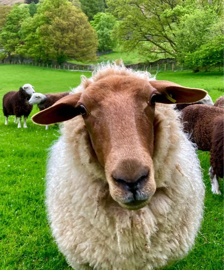 Crookabeck B&B Patterdale Dış mekan fotoğraf