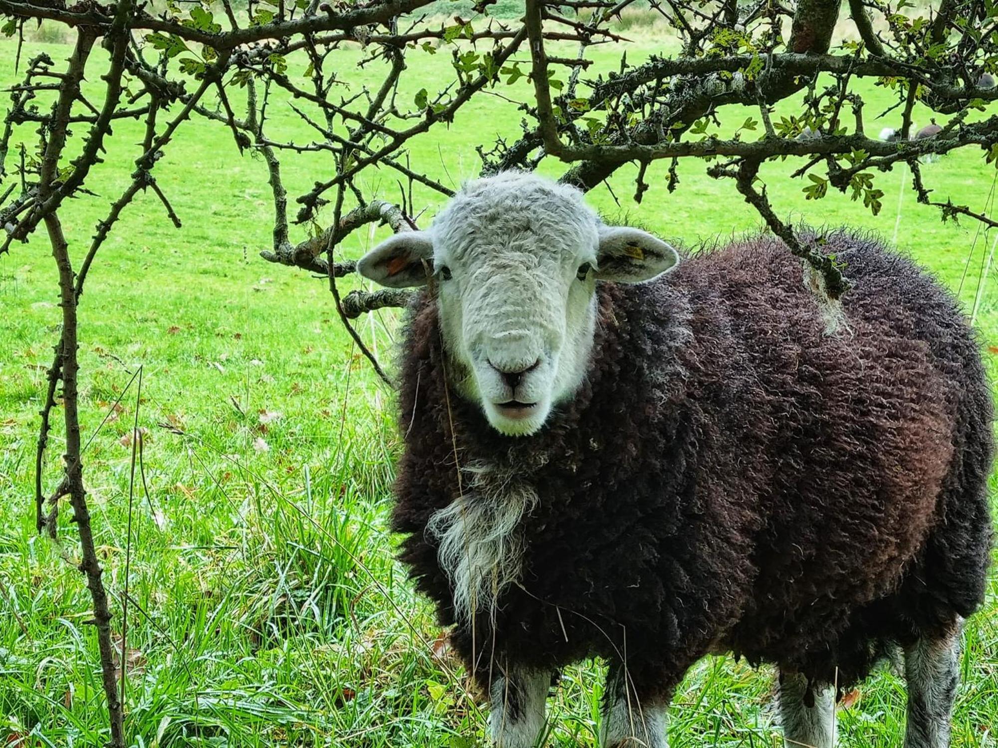Crookabeck B&B Patterdale Dış mekan fotoğraf