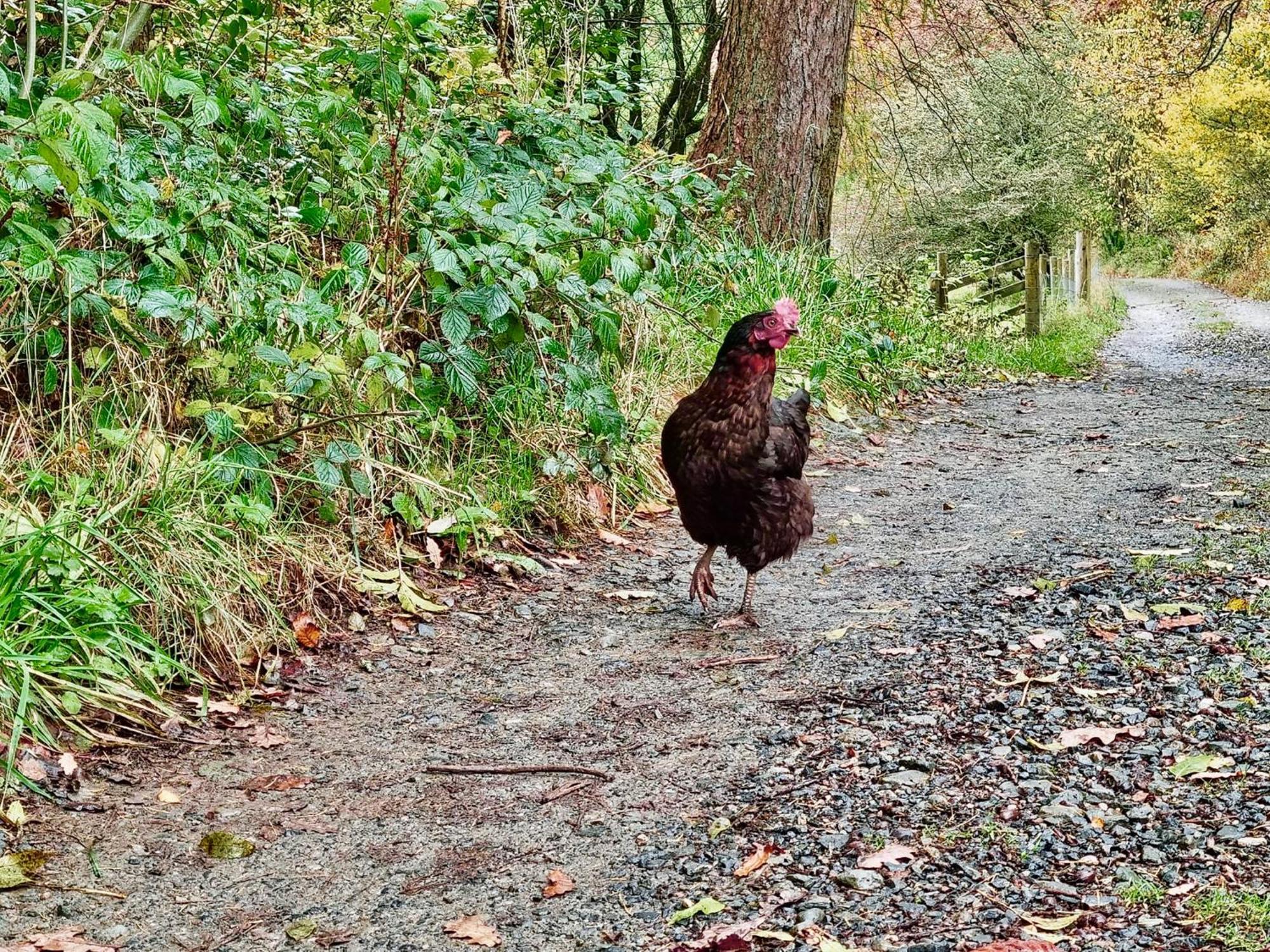 Crookabeck B&B Patterdale Dış mekan fotoğraf